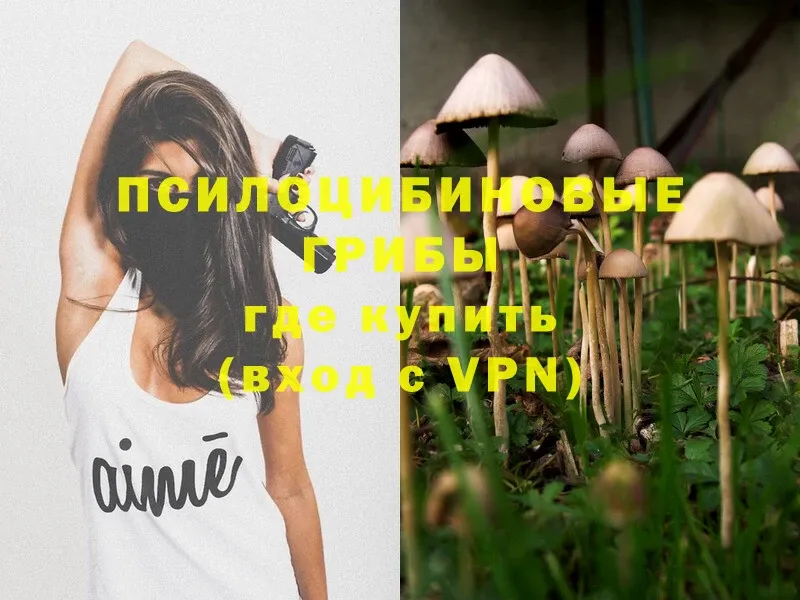 Псилоцибиновые грибы Psilocybe  что такое наркотик  Амурск 